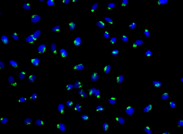 BD Alexa Fluor® 488 Mouse anti-GM130