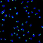 BD Alexa Fluor® 488 Mouse anti-GM130