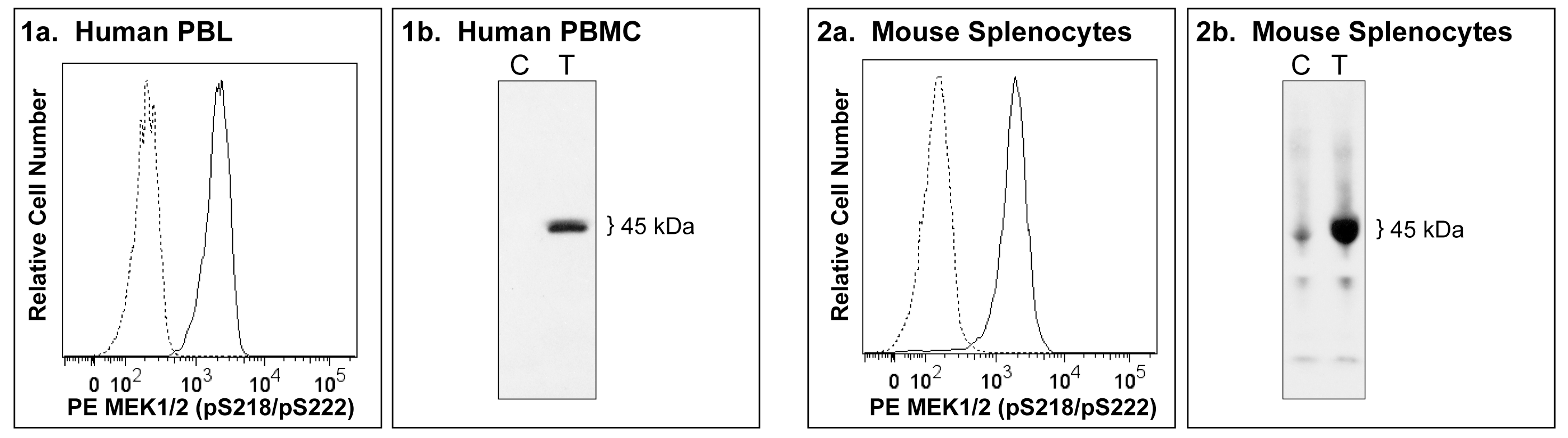BD PE Mouse anti-MEK1 (pS218)/MEK2 (pS222)