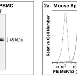 BD PE Mouse anti-MEK1 (pS218)/MEK2 (pS222)