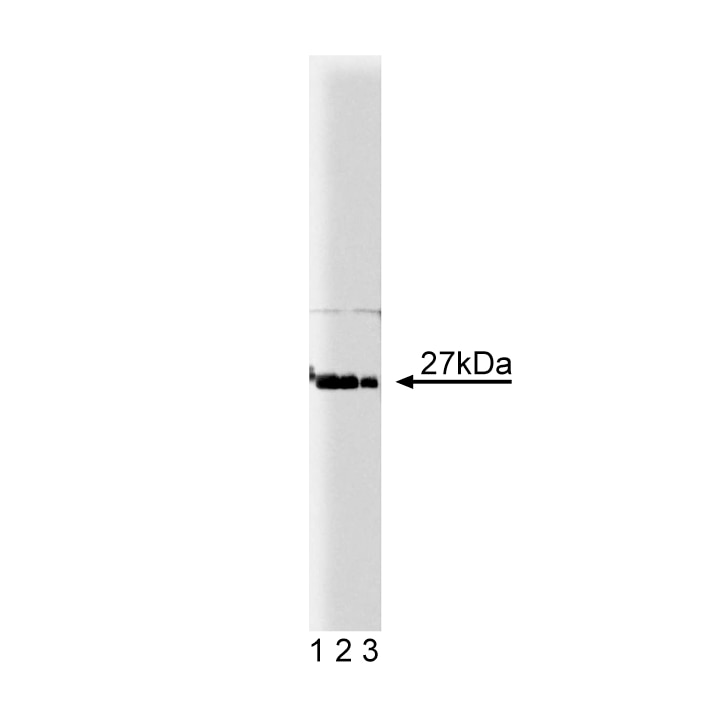 BD Purified Mouse Anti-p27[Kip1]