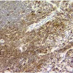 BD Purified Rat Anti-Mouse CD11a