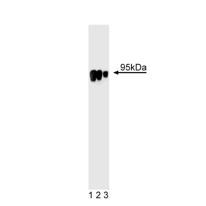 BD Purified Mouse Anti-HIF-1β/ARNT1