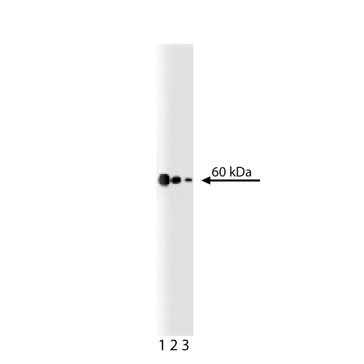 BD Purified Mouse Anti-p54 [nrb] | 캐시바이