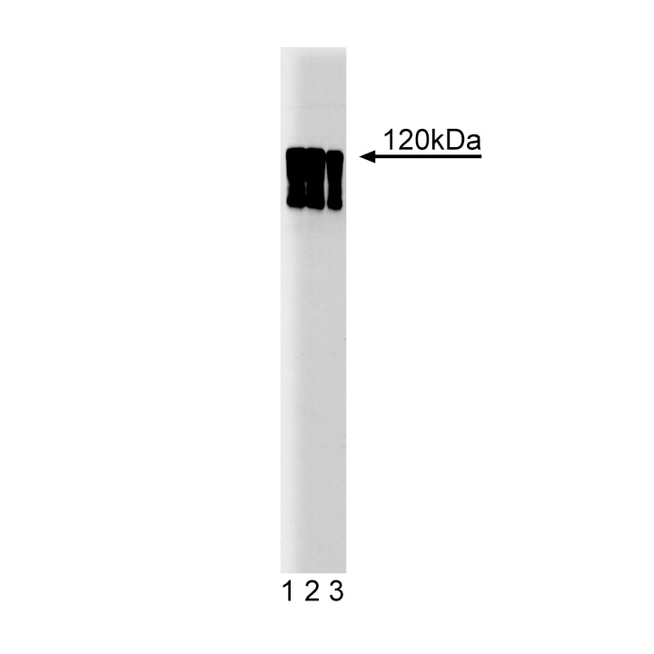BD Purified Mouse Anti-Human HIF-1α