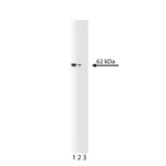 BD Purified Mouse Anti-Cyclin B