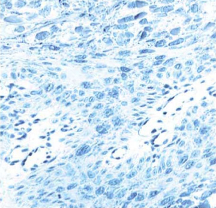 BD Purified Mouse Anti-L1 Protein of Human Papilloma Virus