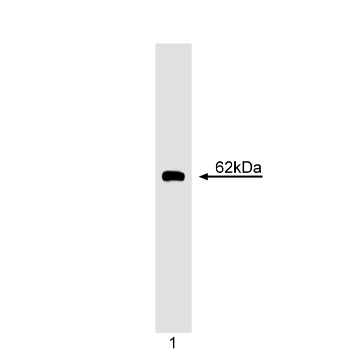 BD Purified Mouse Anti- Cyclin B1