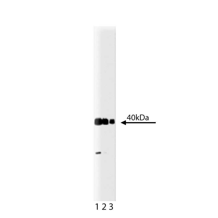 BD Purified Mouse Anti-Crk
