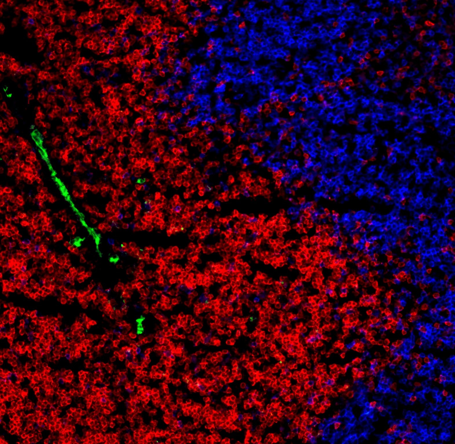 BD BV421 Rat Anti-Mouse CD31