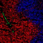 BD BV421 Rat Anti-Mouse CD31