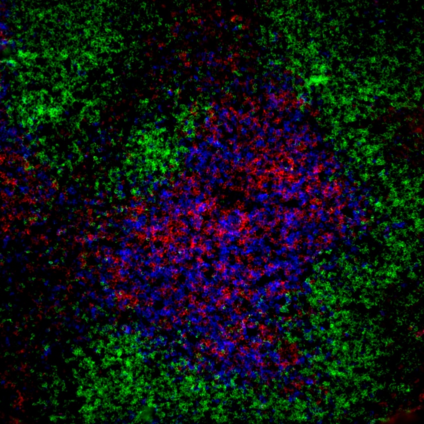 BD BV421 Rat Anti-Mouse CD45R/B220