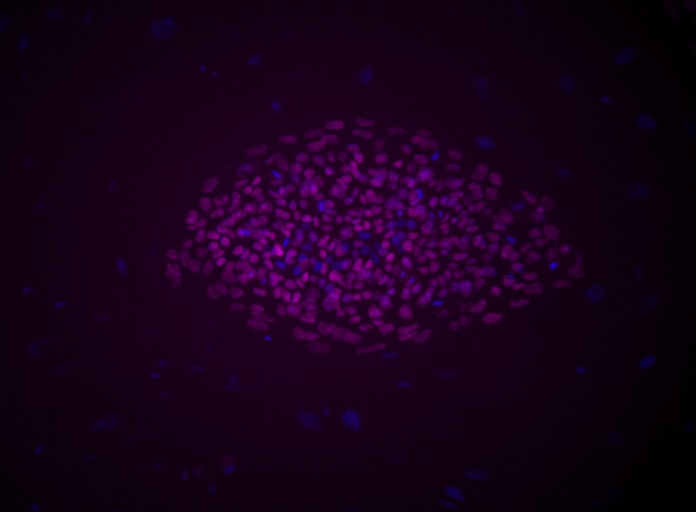 BD Alexa Fluor® 647 Mouse anti-Oct3/4