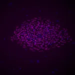 BD Alexa Fluor® 647 Mouse anti-Oct3/4