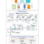 BD Transcription Factor Phospho Buffer Set