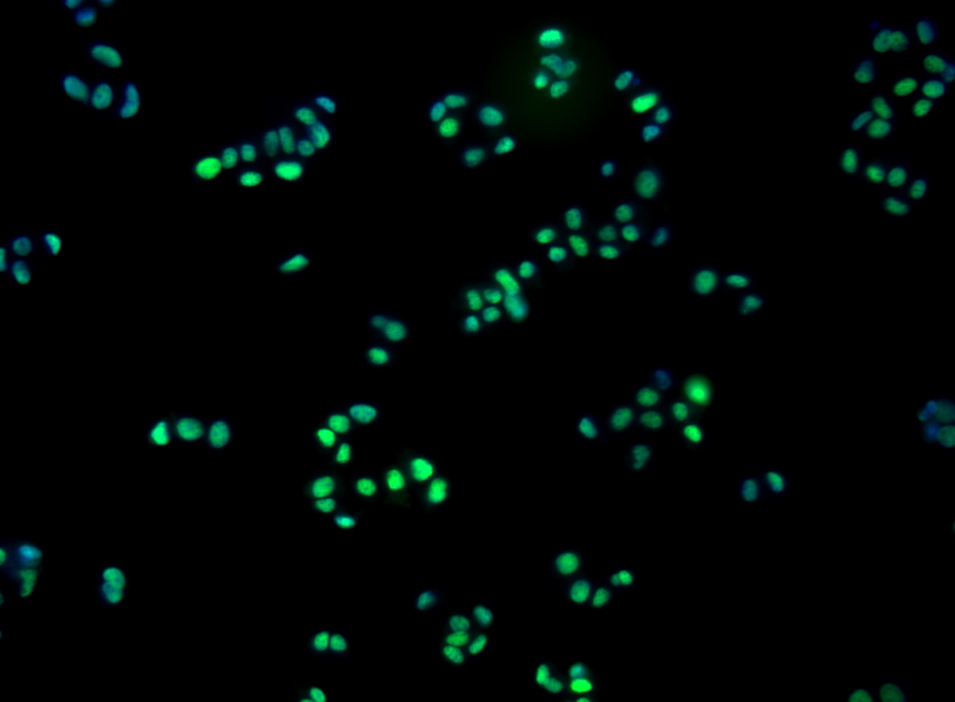 BD Purified Mouse anti-Islet-1