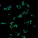 BD Purified Mouse anti-Islet-1