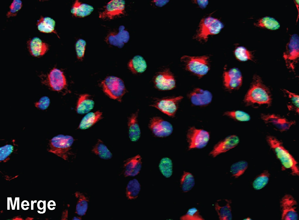 BD BV480 Streptavidin