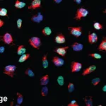 BD BV480 Streptavidin