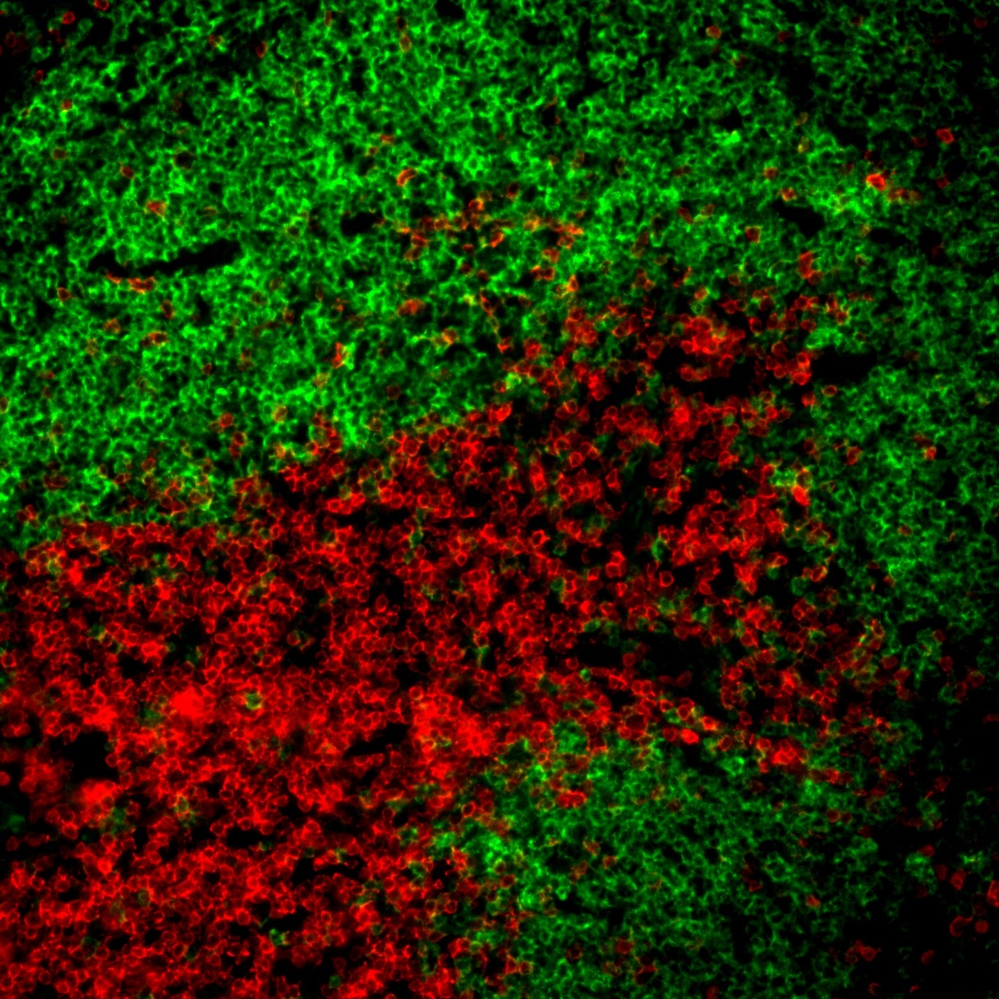 BD BV421 Rat Anti-Mouse CD19