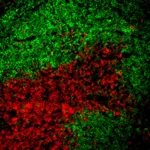 BD BV421 Rat Anti-Mouse CD19