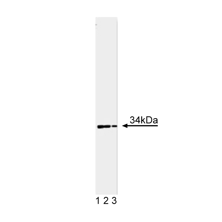 BD Purified Mouse Anti-Cdk1