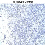 BD Purified Mouse anti-T-Bet