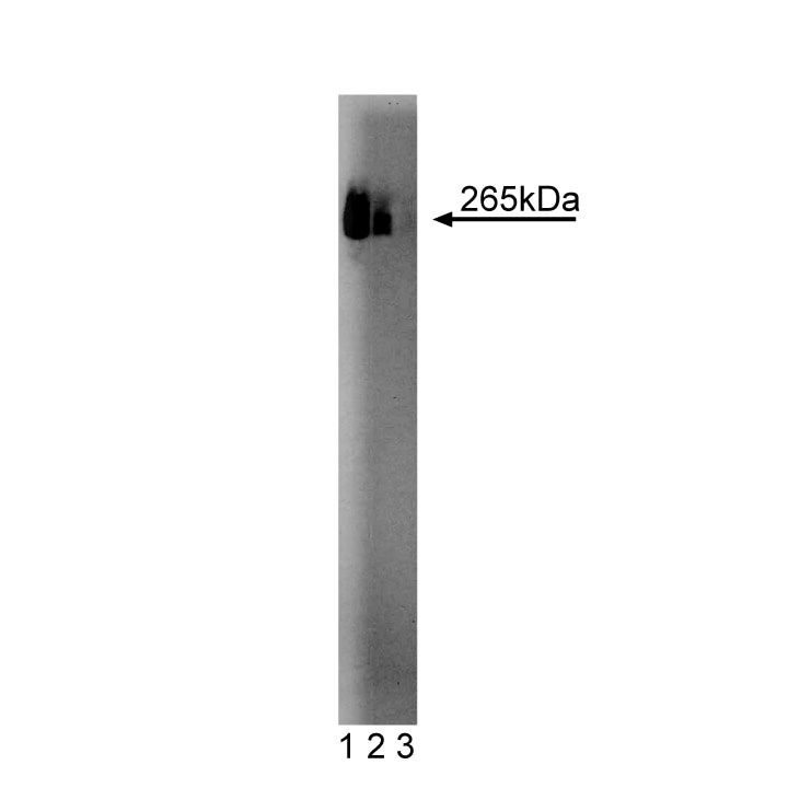 BD Purified Mouse Anti-Fatty Acid Synthase