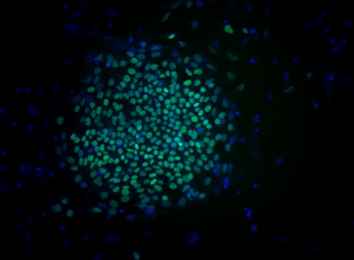 BD Alexa Fluor® 488 Mouse anti-Oct3/4