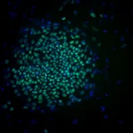 BD Alexa Fluor® 488 Mouse anti-Oct3/4