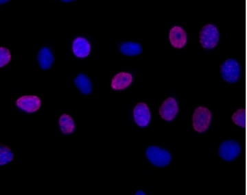 BD Alexa Fluor® 647 Mouse anti-BrdU