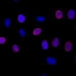 BD Alexa Fluor® 647 Mouse anti-BrdU