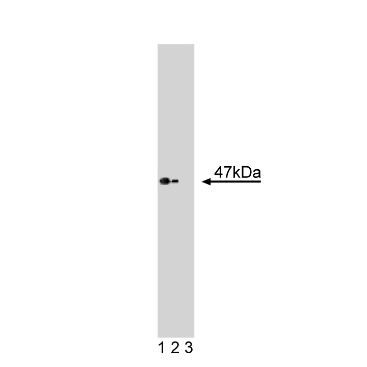 BD Purified Mouse Anti-Casein Kinase Iε