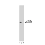 BD Purified Mouse Anti-Casein Kinase Iε
