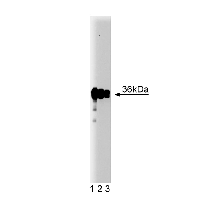 BD Purified Mouse Anti-PP2A Catalytic α
