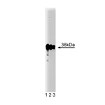 BD Purified Mouse Anti-PP2A Catalytic α