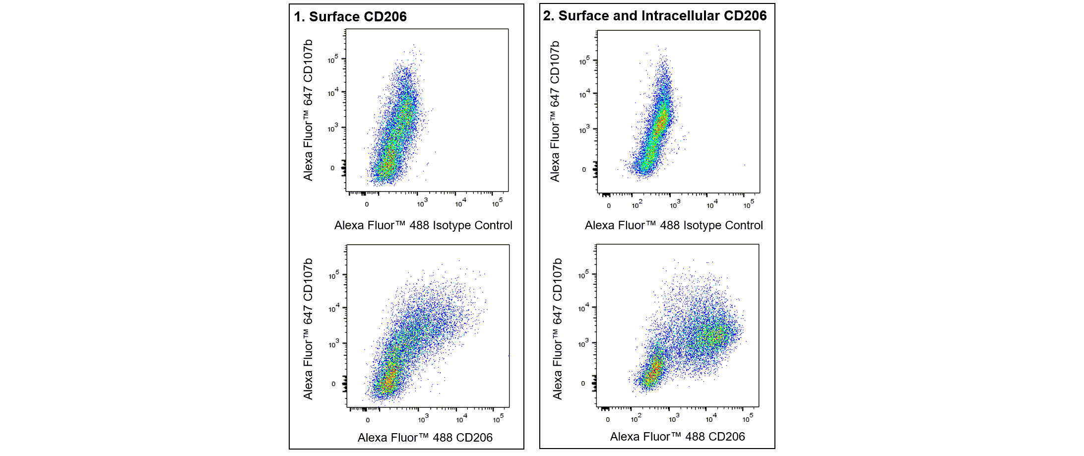 BD Alexa Fluor 488 Rat Anti-Mouse CD206