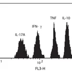 BD Human Th1/Th2/Th17 CBA Kit