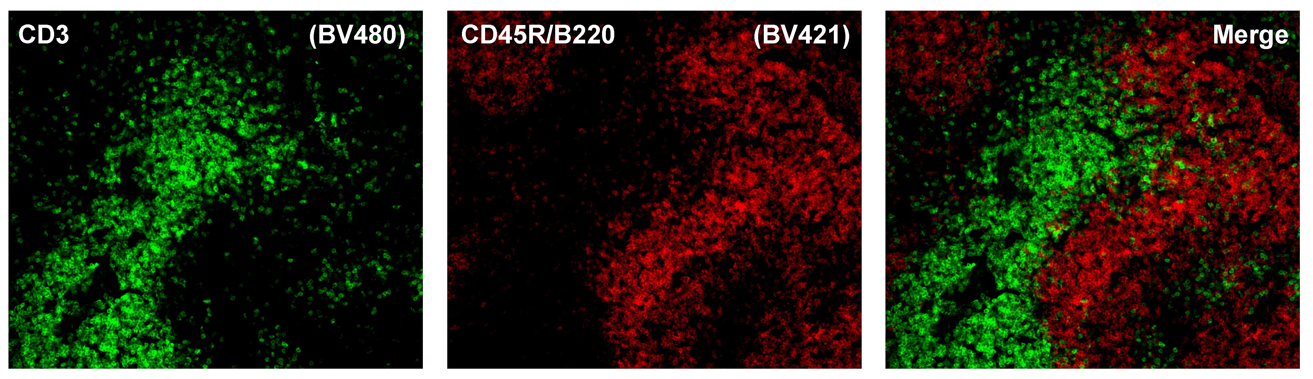 BD BV480 Rat Anti-Mouse CD3 Molecular Complex
