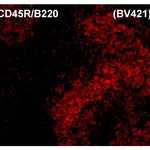 BD BV480 Rat Anti-Mouse CD3 Molecular Complex