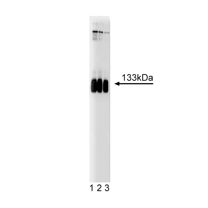 BD Purified Mouse Anti-mGluR1