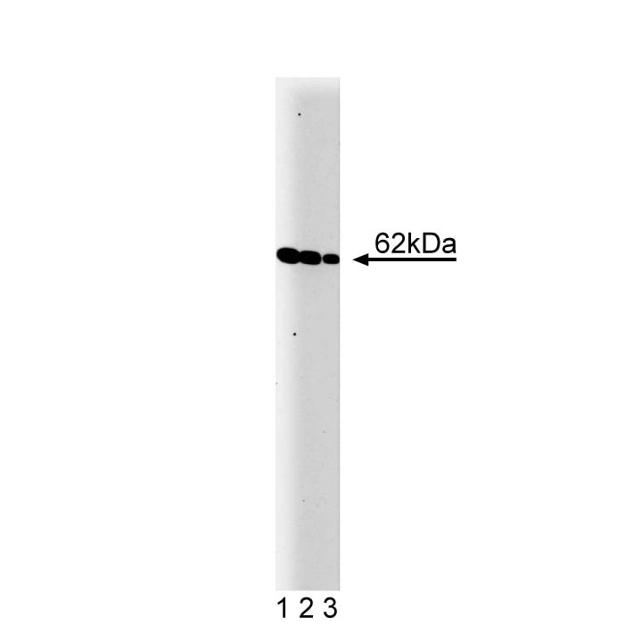 BD Purified Mouse Anti-Yes