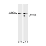 BD Purified Mouse Anti-Human PARP with Control