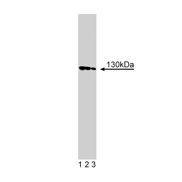 BD Purified Mouse Anti-Cadherin-5
