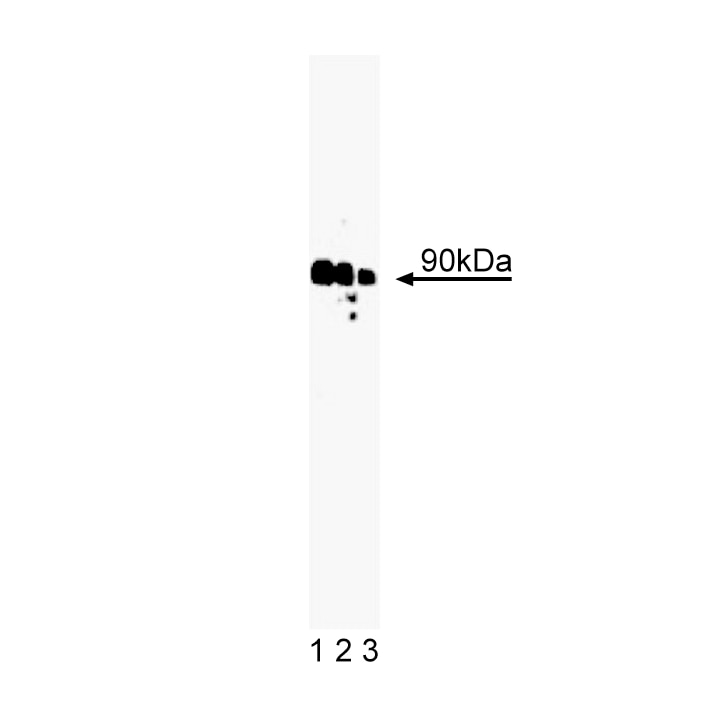 BD Purified Mouse Anti-Rsk