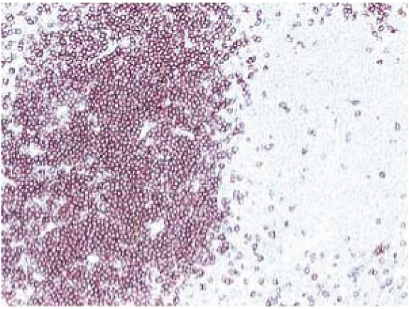 BD Purified Hamster Anti-Mouse CD3e