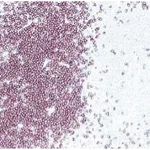 BD Purified Hamster Anti-Mouse CD3e