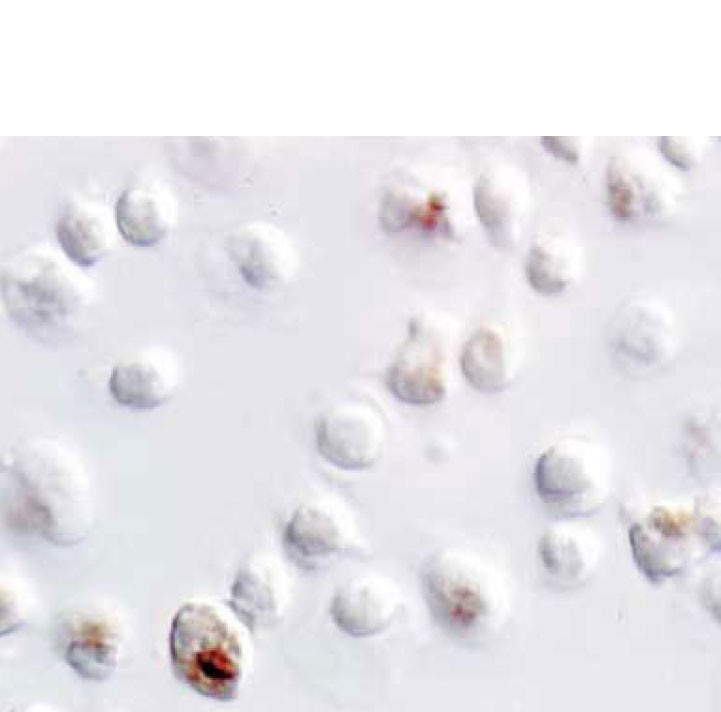 BD Purified Rat Anti-Mouse IL-4