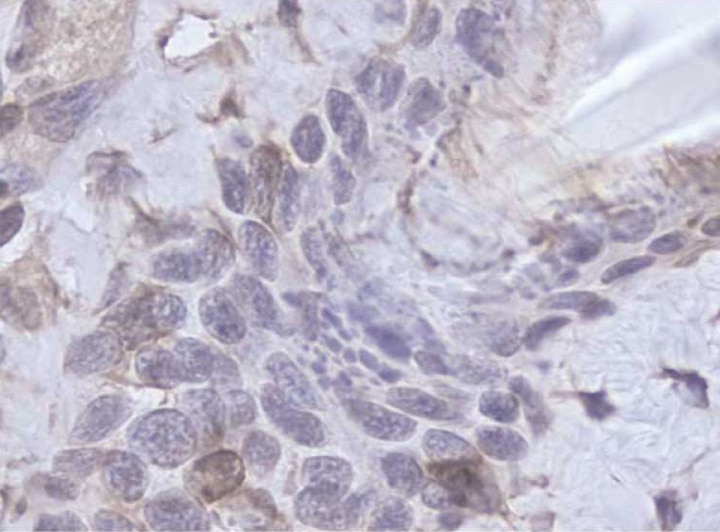 BD Purified Rat Anti-Mouse Flk-1