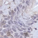 BD Purified Rat Anti-Mouse Flk-1